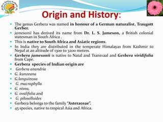 Origin and History:
 The genus Gerbera was named in honour of a German naturalist, Traugott
Gerber.
 jamesonii has derived its name from Dr. L. S. Jameson, a British colonial
statesman in South Africa .
 This is native to South Africa and Asiatic regions.
 In India they are distributed in the temperate Himalayas from Kashmir to
Nepal at an altitude of 1300 to 3200 meters.
 Gerbera jamesonii is native to Natal and Transvaal and Gerbera viridifolia
from Cape.
 Gerbera species of Indian origin are
 Gerbera anandria
 G. kunzeana
 G.languinosa
 G. macrophylla
 G. nivea,
 G. ovalifolia and
 G. piloselloides
 Gerbera belongs to the family “Asteraceae”.
 45 species, native to tropical Asia and Africa.
 