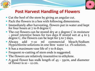 Post Harvest Handling of Flowers
 Cut the heel of the stem by giving an angular cut.
 Pack the flowers in a box with following dimensions.
 Immediately after harvesting, flowers put in water and kept
for four hours at 7 to 8 degree C
 The cut flowers can be stored dry at 2 degree C in moisture
– proof retentive boxes for two days If stored wet at 4 to 5
degree C, the flowers can be kept for 5 to 7 days.
 Always add 7–10 ml commercial bleach/Sodium
Hypochlorite solutions in one litre water i.e. 1% solution.
 It has a maximum vase life of 7 to 8 days.
 Frequent re-cutting of stem ends is suggested.
 The flowers are relatively insensitive to ethylene.
 A good flower has stalk length of 45 – 55cm, and diameter
of flower is 10 – 12 cm.
 