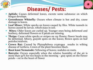 Diseases/ Pests:
 Aphids: Causes deformed leaves, excrete some substance on which
fungus develops.
 Greenhouse Whitefly: Occurs when climate is hot and dry, cause
damage to leaves.
 Leaf Miner: White specks on leaves caused by files. White tunnels in
leaves caused by larvae, which stays in soil.
 Mites: Older leaves are curled up. Younger ones being deformed and
leathery, deformed flowers or if petals are missing.
 Thrips: Cause white specks or stripes on ray florets; flower heads may
be deformed. Silvery, grayish spots on the leaves; Brown spots on leaf
petioles/midvein.
 Crown Rot: Caused by Phytophthora cryptogea results in wilting
disease of Gerbera, Crown of the plant becomes black.
 Root knot Nematode: Yellowing of leaves; nodules on roots.
 Botrytis: Occurs especially when the relative humidity of the air is
more than 92% for two hours in the morning – gray spots on the flower
petals – rot in the heart of flower
 