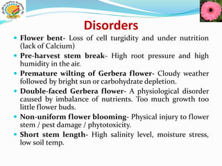 Disorders
 Flower bent- Loss of cell turgidity and under nutrition
(lack of Calcium)
 Pre-harvest stem break- High root pressure and high
humidity in the air.
 Premature wilting of Gerbera flower- Cloudy weather
followed by bright sun or carbohydrate depletion.
 Double-faced Gerbera flower- A physiological disorder
caused by imbalance of nutrients. Too much growth too
little flower buds.
 Non-uniform flower blooming- Physical injury to flower
stem / pest damage / phytotoxicity.
 Short stem length- High salinity level, moisture stress,
low soil temp.
 