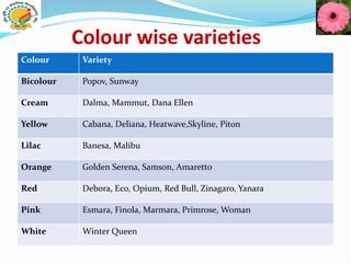 Colour wise varieties
Colour Variety
Bicolour Popov, Sunway
Cream Dalma, Mammut, Dana Ellen
Yellow Cabana, Deliana, Heatwave,Skyline, Piton
Lilac Banesa, Malibu
Orange Golden Serena, Samson, Amaretto
Red Debora, Eco, Opium, Red Bull, Zinagaro, Yanara
Pink Esmara, Finola, Marmara, Primrose, Woman
White Winter Queen
 