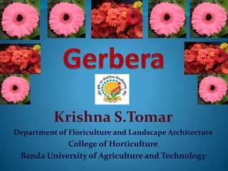 Krishna S.Tomar
Department of Floriculture and Landscape Architecture
College of Horticulture
Banda University of Agriculture and Technology
 
