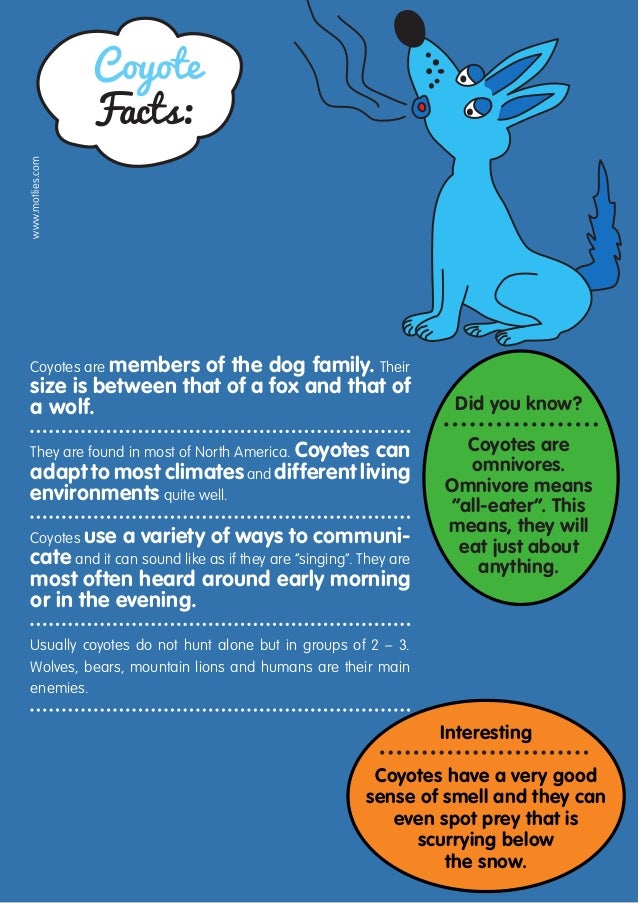 What are some facts about coyotes?