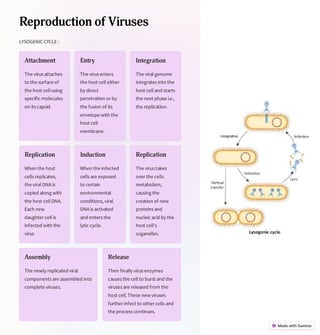 Reproduction of Viruses
LYSOGENIC CYCLE :
Attachment
The virus attaches
to the surface of
the host cell using
specific molecules
on its capsid.
Entry
The virus enters
the host cell either
by direct
penetration or by
the fusion of its
envelope with the
host cell
membrane.
Integration
The viral genome
integrates into the
host cell and starts
the next phase i.e.,
the replication.
Replication
When the host
cells replicates,
the viral DNAis
copied along with
the host cell DNA.
Each new
daughter cell is
infected with the
virus
Induction
When the infected
cells are exposed
to certain
environmental
conditions, viral
DNAis activated
and enters the
lytic cycle.
Replication
The virus takes
over the cells
metabolism,
causing the
creation of new
proteins and
nucleic acid by the
host cell's
organelles.
Assembly
The newly replicated viral
components are assembled into
complete viruses.
Release
Then finally virus enzymes
causes the cell to burst and the
viruses are released from the
host cell.These new viruses
further infect to other cells and
the process continues.
 