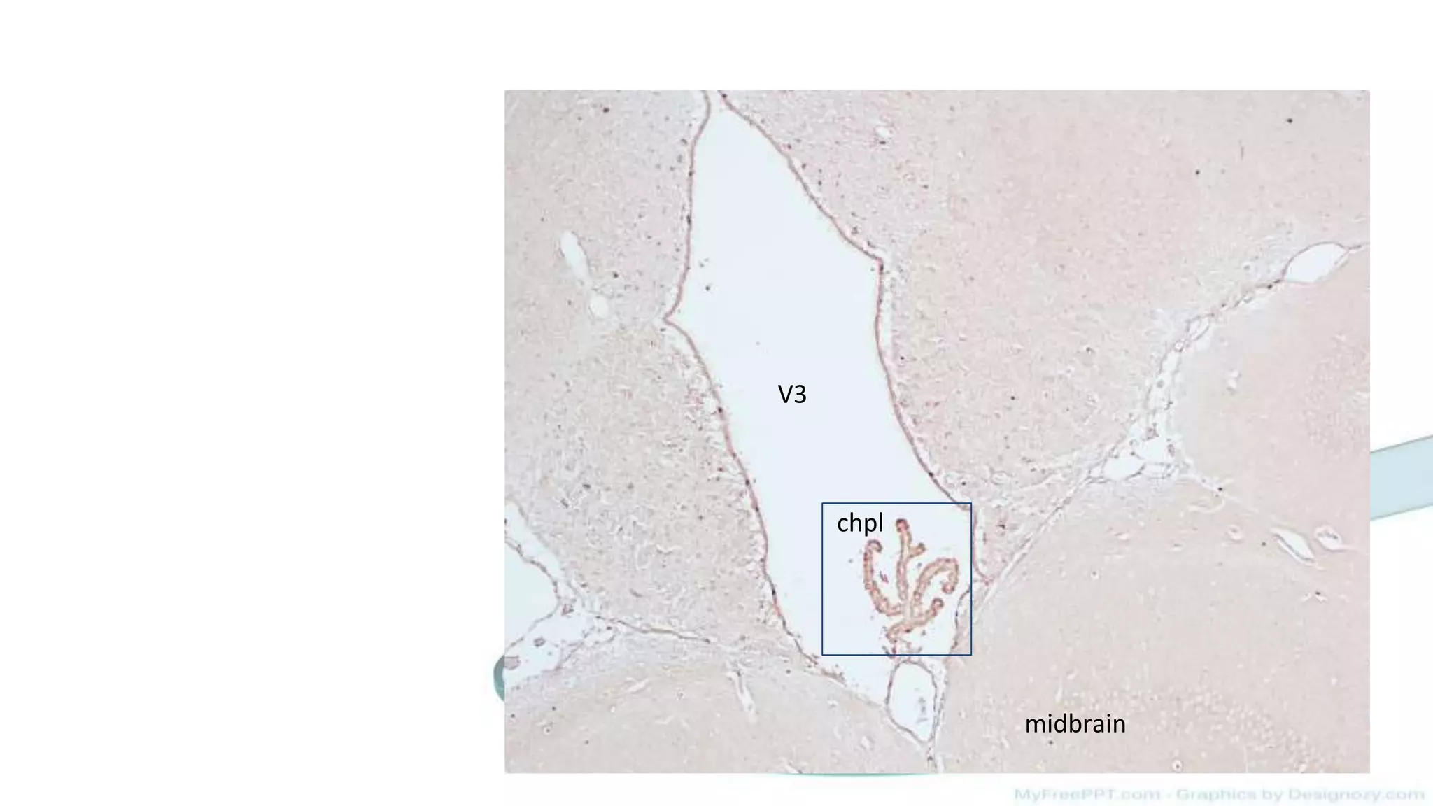 Mouse brain immunohistochemistry staining | PPT