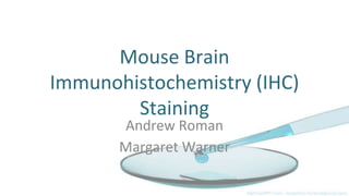 Mouse Brain
Immunohistochemistry (IHC)
Staining
Andrew Roman
Margaret Warner
 