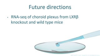 Future directions
• RNA-seq of choroid plexus from LXRβ
knockout and wild type mice
 
