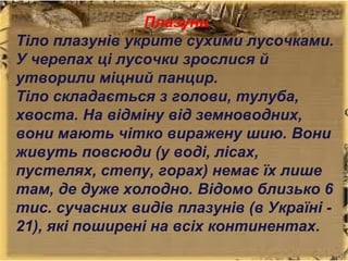Плазуни
Тіло плазунів укрите сухими лусочками.
У черепах ці лусочки зрослися й
утворили міцний панцир.
Тіло складається з голови, тулуба,
хвоста. На відміну від земноводних,
вони мають чітко виражену шию. Вони
живуть повсюди (у воді, лісах,
пустелях, степу, горах) немає їх лише
там, де дуже холодно. Відомо близько 6
тис. сучасних видів плазунів (в Україні 21), які поширені на всіх континентах.

 