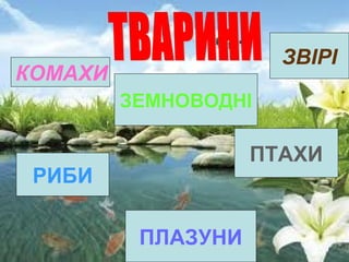ЗВІРІ

КОМАХИ
ЗЕМНОВОДНІ

ПТАХИ

РИБИ
ПЛАЗУНИ

 