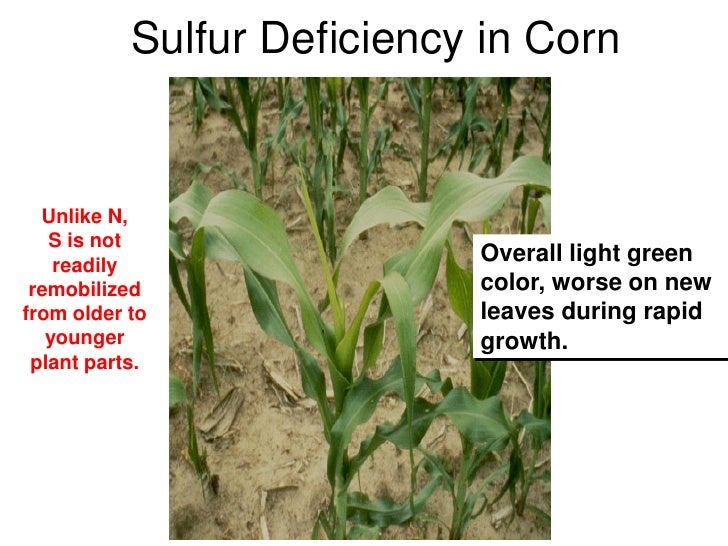sulfur deficiency in corn