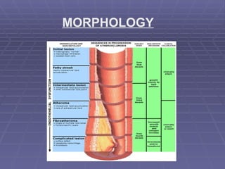 MORPHOLOGY 