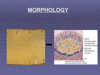 MORPHOLOGY 