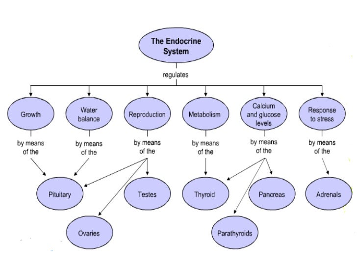 Endocrine System Flow Chart