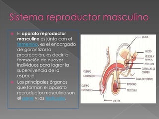    El aparato reproductor
    masculino es junto con el
    femenino, es el encargado
    de garantizar la
    procreación, es decir la
    formación de nuevos
    individuos para lograr la
    supervivencia de la
    especie.
   Los principales órganos
    que forman el aparato
    reproductor masculino son
    el pene y los testículos.
 