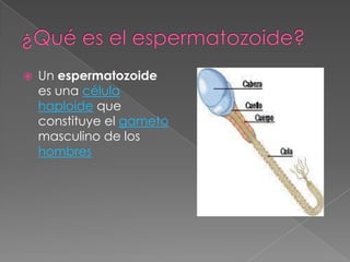    Un espermatozoide
    es una célula
    haploide que
    constituye el gameto
    masculino de los
    hombres
 