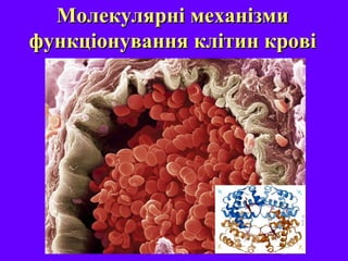 Молекулярні механізмиМолекулярні механізми
функціонування клітин кровіфункціонування клітин крові
 