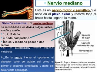  Nervio

mediano

Este es un nervio motor y sensitivo que
nace en el plexo axilar y recorre todo el
brazo hasta llegar a ...