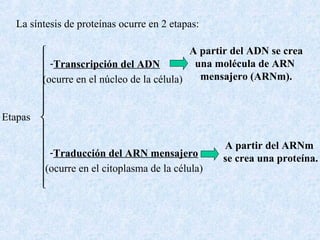 La síntesis de proteínas ocurre en 2 etapas:
A partir del ADN se crea

una molécula de ARN
 -Transcripción del ADN
mensajero (ARNm).

(ocurre en el núcleo de la célula)



Etapas 


A partir del ARNm
 -Traducción del ARN mensajero
se crea una proteína.
(ocurre en el citoplasma de la célula)



 