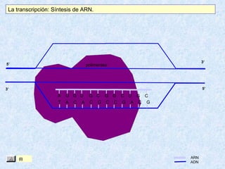 La transcripción: Síntesis de ARN.

5’

3’

polimerasa

5’

3’

A
T

(i)

U G U
A C A

G C G G C U G C
C G C C G A C G

ARN
ADN

 