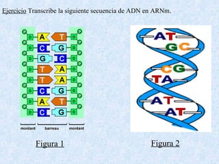 Ejercicio Transcribe la siguiente secuencia de ADN en ARNm.

Figura 1

Figura 2

 