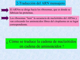 2-Traducción del ARN mensajero
El ARNm se dirige hacia los ribosomas, que es donde se
fabrican las proteínas.
Los ribosomas “leen” la secuencia de nucleótidos del ARNm y
van colocando los aminoácidos libres del citoplasma en su lugar
correspondiente.

¿ Cómo se traduce la cadena de nucleótidos
en cadena de aminoácidos ?

 