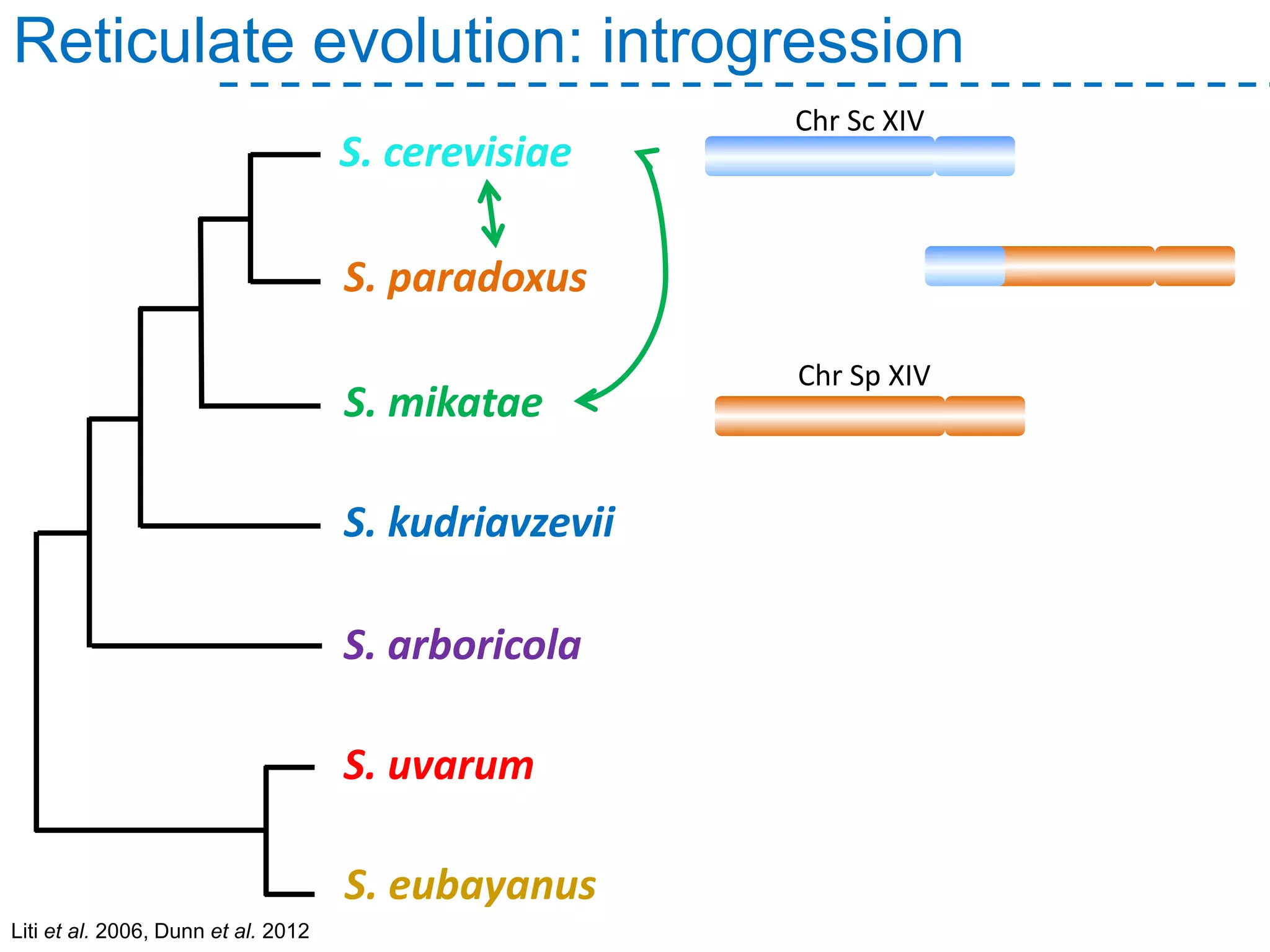 Liti et al. 2006, Dunn et al. 2012
Reticulate evolution: introgression
S. paradoxus
S. mikatae
S. arboricola
S. kudriavzevii
S. uvarum
S. cerevisiae
S. eubayanus
Chr Sc XIV
Chr Sp XIV
 