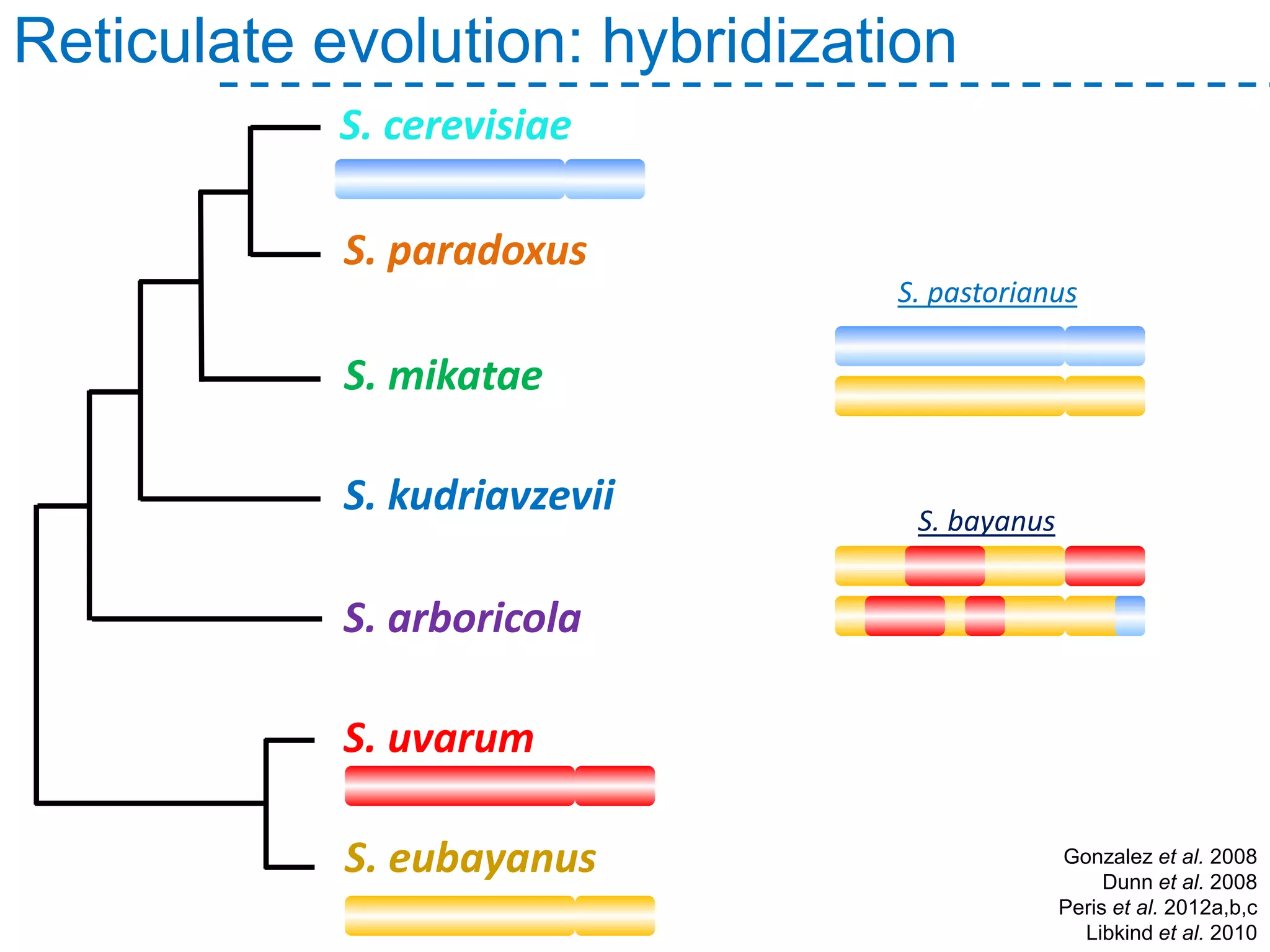 Gonzalez et al. 2008
Dunn et al. 2008
Peris et al. 2012a,b,c
Libkind et al. 2010
Reticulate evolution: hybridization
S. pastorianus
S. paradoxus
S. mikatae
S. arboricola
S. kudriavzevii
S. uvarum
S. cerevisiae
S. eubayanus
S. bayanus
 