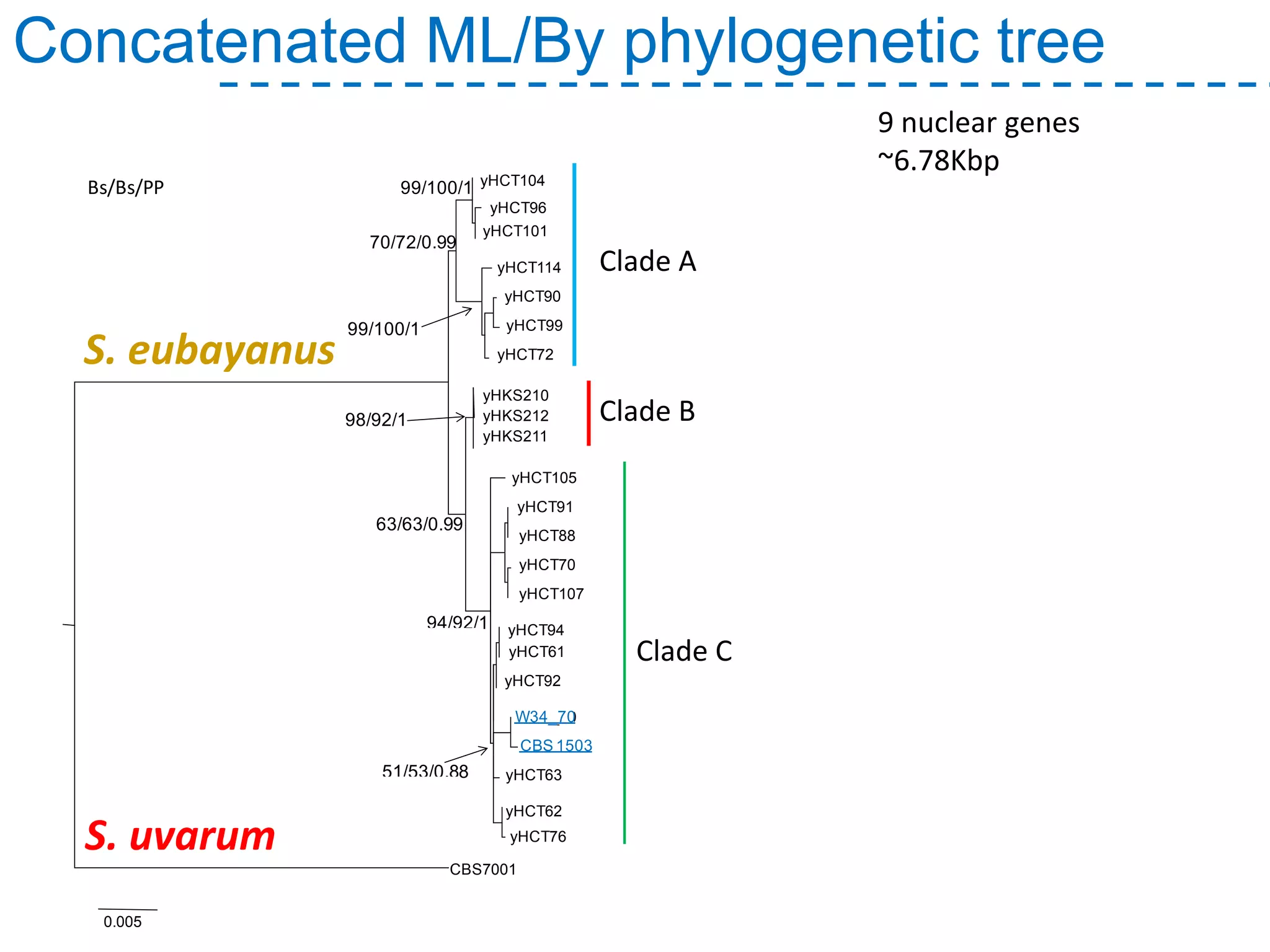 Concatenated ML/By phylogenetic tree
Bs/Bs/PP
0.8%
70/72/0.99
99/100/1
99/100/1
98/92/1
63/63/0.99
94/92/1
51/53/0.88
yHCT104
yHCT96
yHCT101
yHCT114
yHCT90
yHCT99
yHCT72
0.005
yHKS210
yHKS212
yHKS211
yHCT105
yHCT91
yHCT88
yHCT70
yHCT107
yHCT94
yHCT61
yHCT92
W34_70
CBS 1503
yHCT63
yHCT62
yHCT76
CBS7001
PATAGONIA
PATAGONIA-LAGERNORTH
AMERICA
0.410
(0.25-0.625)
0.36
(0.25-0.5)
0.31
(0.25-0.5)
0.379
(0.25-0.625)
0.364
(0.25-0.5)
0.149
(0-0.375)
0.63
(0.5-0.75)
W34_70
CBS 1503
Clade A
Clade B
Clade C
S. uvarum
S. eubayanus
9 nuclear genes
~6.78Kbp
 