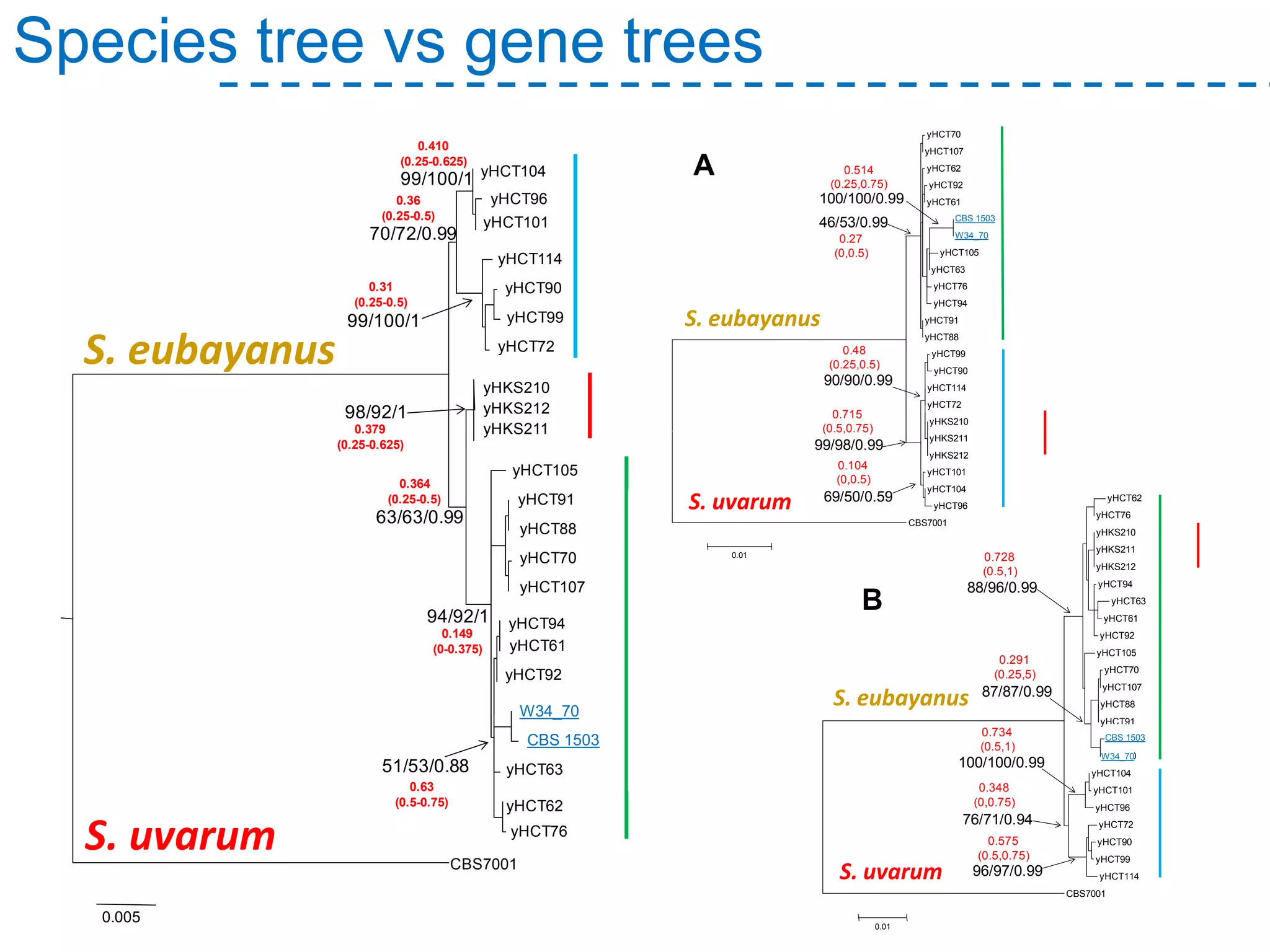 Species tree vs gene trees
S. uvarum
S. eubayanus
70/72/0.99
99/100/1
99/100/1
98/92/1
63/63/0.99
94/92/1
51/53/0.88
yHCT104
yHCT96
yHCT101
yHCT114
yHCT90
yHCT99
yHCT72
0.005
yHKS210
yHKS212
yHKS211
yHCT105
yHCT91
yHCT88
yHCT70
yHCT107
yHCT94
yHCT61
yHCT92
W34_70
CBS 1503
yHCT63
yHCT62
yHCT76
CBS7001
PATAGONIA
PATAGONIA-LAGERNORTH
AMERICA
0.410
(0.25-0.625)
0.36
(0.25-0.5)
0.31
(0.25-0.5)
0.379
(0.25-0.625)
0.364
(0.25-0.5)
0.149
(0-0.375)
0.63
(0.5-0.75)
PATAGONIA
NORTH
AMERICA
PATAGONIA-LAGER
88/96/0.99
0.728
(0.5,1)
87/87/0.99
100/100/0.99
76/71/0.94
96/97/0.99
0.291
(0.25,5)
0.734
(0.5,1)
0.348
(0,0.75)
0.575
(0.5,0.75)
yHCT62
yHCT76
yHKS210
yHKS211
yHKS212
yHCT94
yHCT63
yHCT61
yHCT92
yHCT105
yHCT70
yHCT107
yHCT88
yHCT91
CBS 1503
W34_70
yHCT104
yHCT101
yHCT96
yHCT72
yHCT90
yHCT99
yHCT114
CBS7001
0.01
PATAGONIA
NORTH
AMERICA
PATAGONIA-LAGER
46/53/0.99
100/100/0.99
90/90/0.99
99/98/0.99
69/50/0.59
0.514
(0.25,0.75)
0.27
(0,0.5)
0.48
(0.25,0.5)
0.715
(0.5,0.75)
0.104
(0,0.5)
yHCT70
yHCT107
yHCT62
yHCT92
yHCT61
CBS 1503
W34_70
yHCT105
yHCT63
yHCT76
yHCT94
yHCT91
yHCT88
yHCT99
yHCT90
yHCT114
yHCT72
yHKS210
yHKS211
yHKS212
yHCT101
yHCT104
yHCT96
CBS7001
0.01
A
B
S. uvarum
S. eubayanus
S. uvarum
S. eubayanus
CBS 1503
W34_70
CBS 1503
W34_70
W34_70
CBS 1503
 