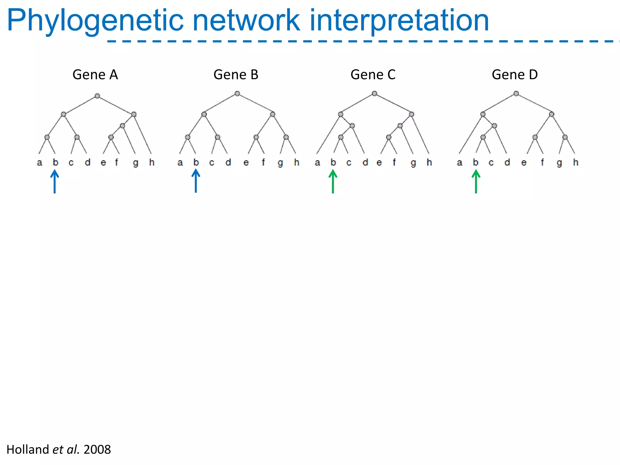 Phylogenetic network interpretation
Gene A Gene B Gene C Gene D
Holland et al. 2008
 
