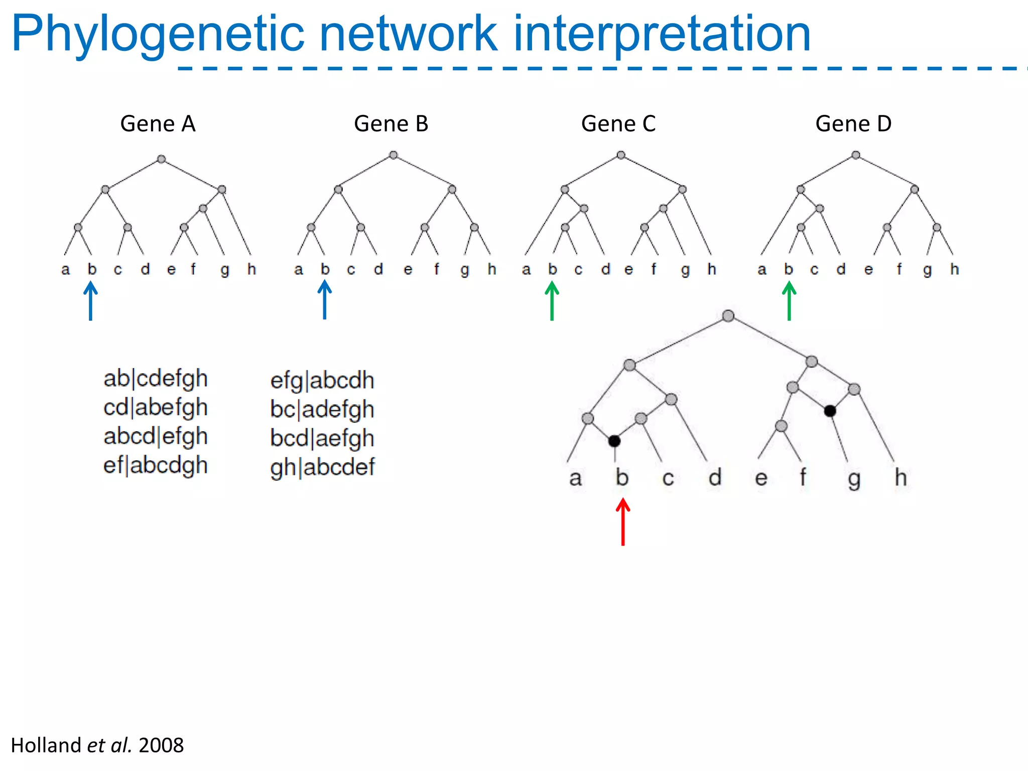 Phylogenetic network interpretation
Gene A Gene B Gene C Gene D
Holland et al. 2008
 
