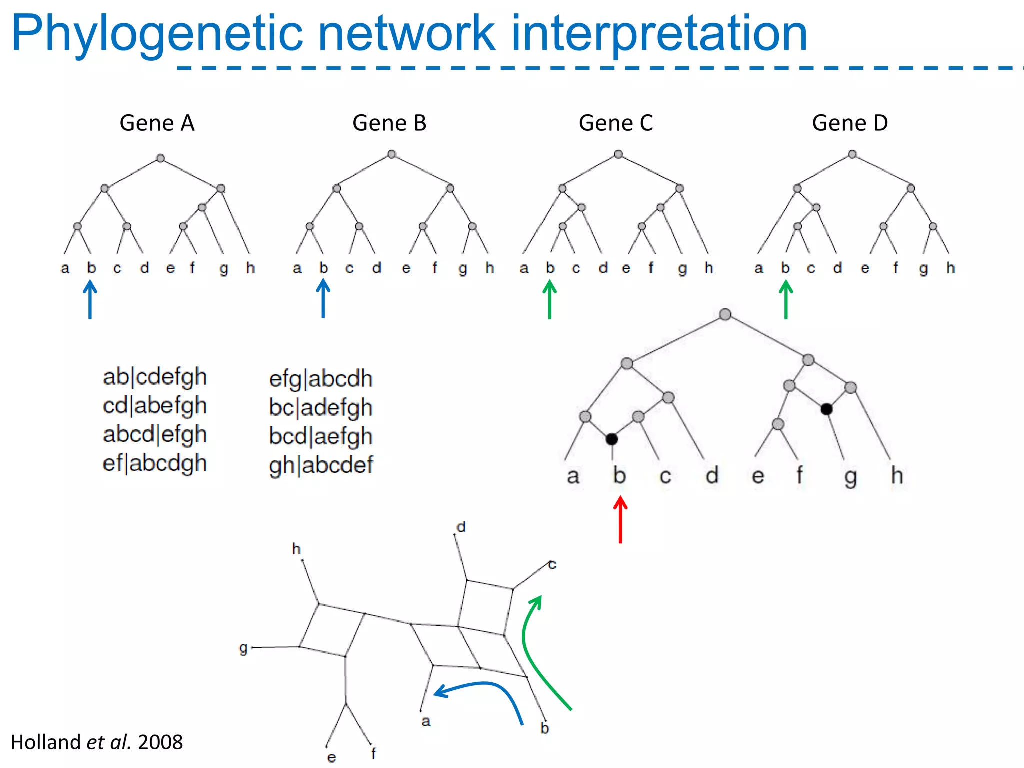 Phylogenetic network interpretation
Gene A Gene B Gene C Gene D
Holland et al. 2008
 