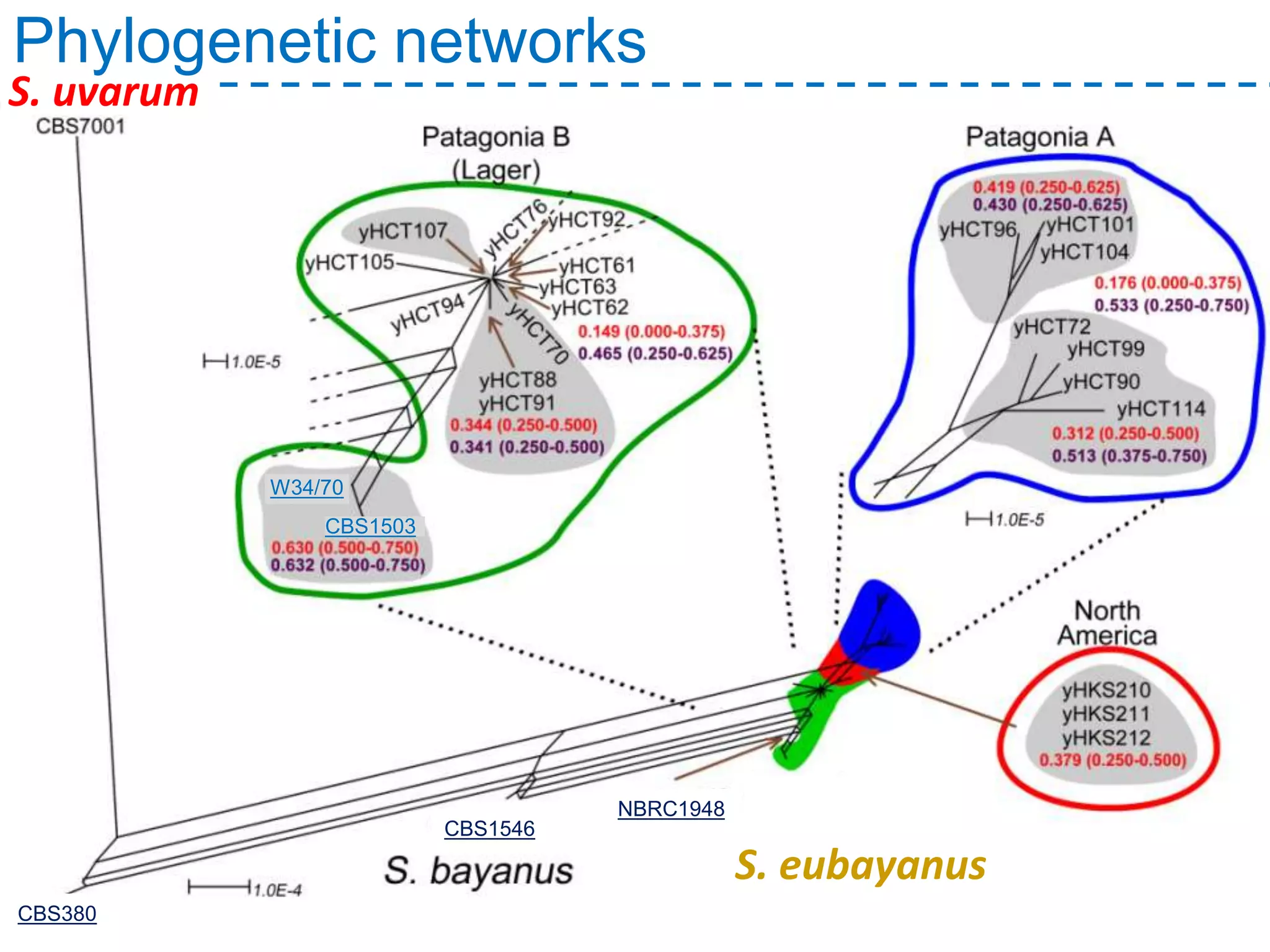 Phylogenetic networks
CBS380
CBS1546
NBRC1948
W34/70
CBS1503
S. eubayanus
S. uvarum
 