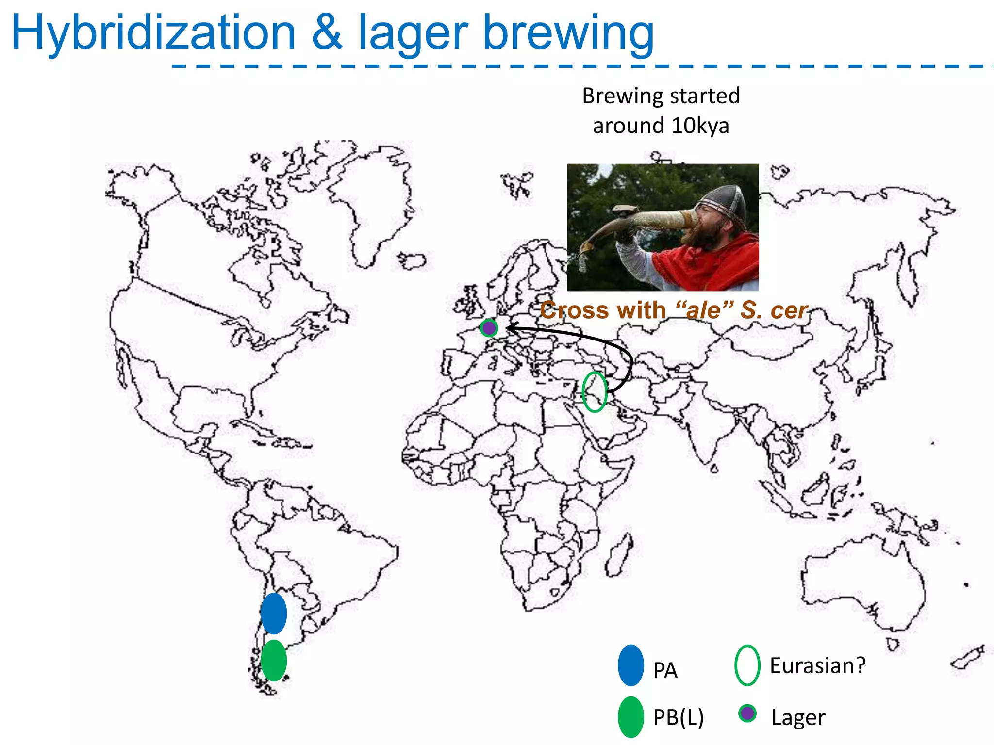 Lager
Eurasian?
Brewing started
around 10kya
Hybridization & lager brewing
PA
PB(L)
Cross with “ale” S. cer
 