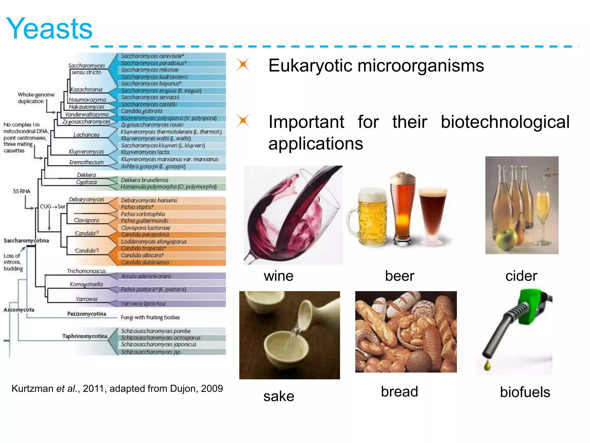 Yeasts
Eukaryotic microorganisms
Important for their biotechnological
applications
Kurtzman et al., 2011, adapted from Dujon, 2009
wine beer
sake bread
cider
biofuels
 