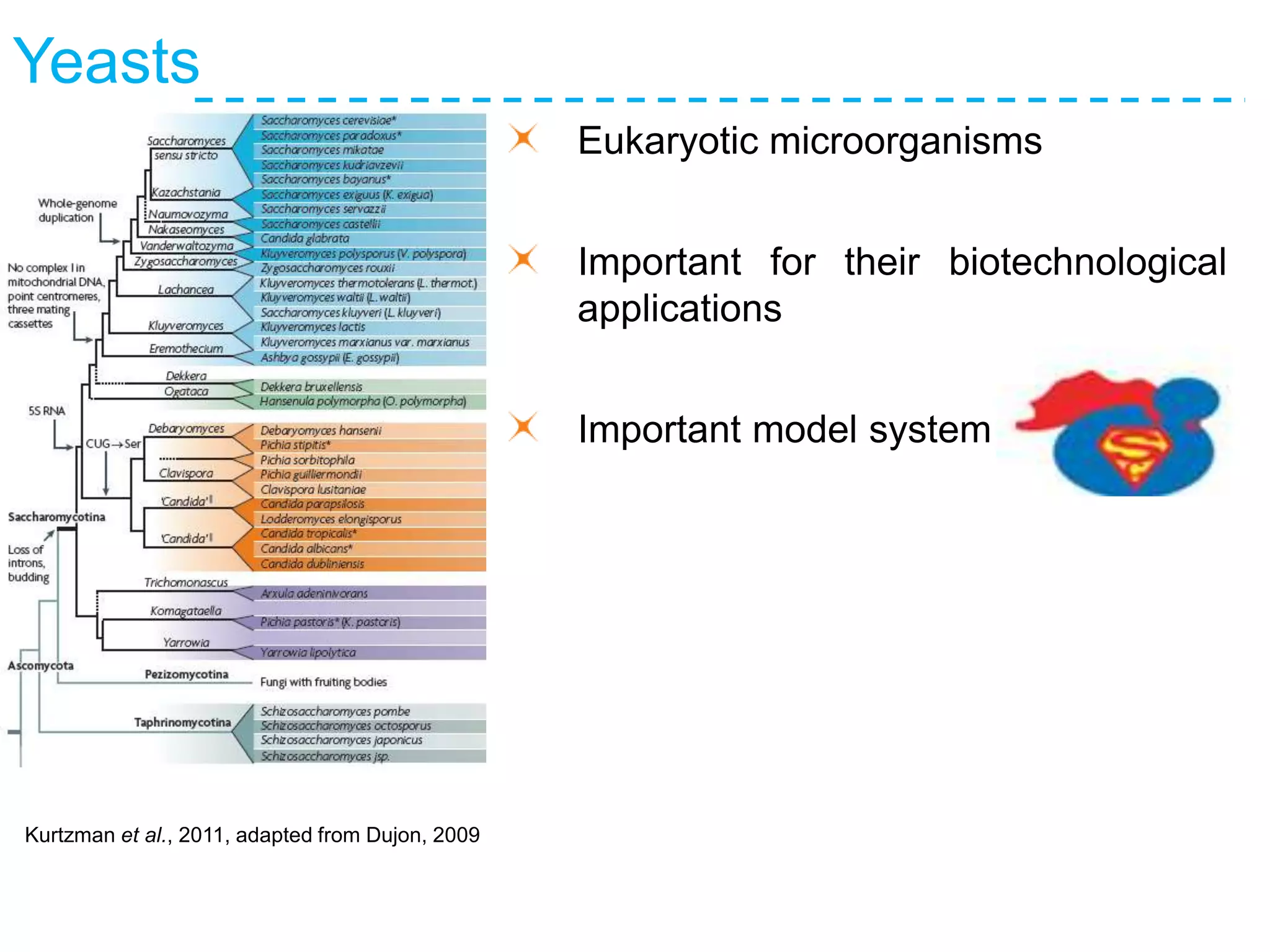 Yeasts
Eukaryotic microorganisms
Important for their biotechnological
applications
Important model system
Kurtzman et al., 2011, adapted from Dujon, 2009
 