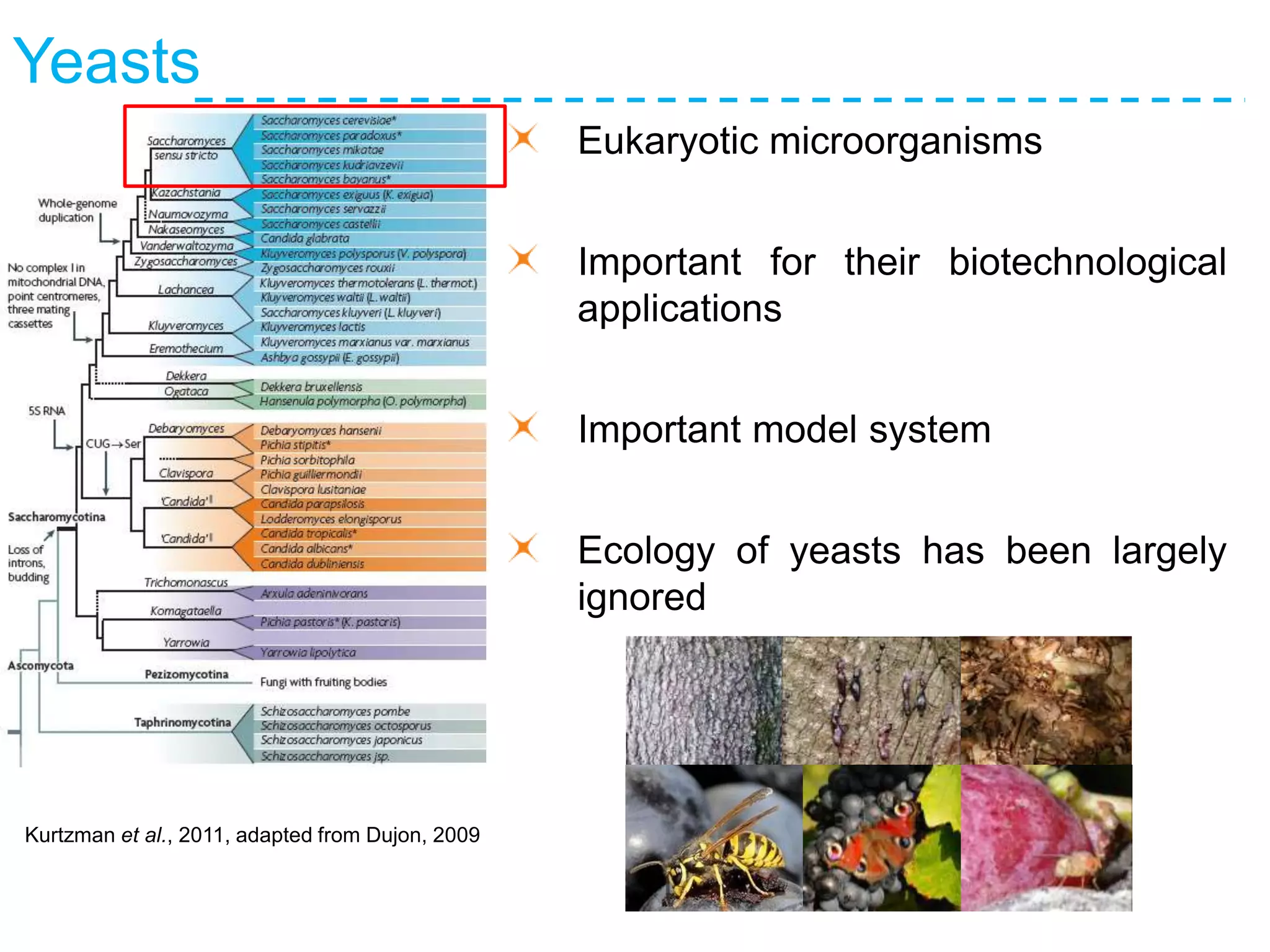 Yeasts
Eukaryotic microorganisms
Important for their biotechnological
applications
Important model system
Ecology of yeasts has been largely
ignored
Kurtzman et al., 2011, adapted from Dujon, 2009
 