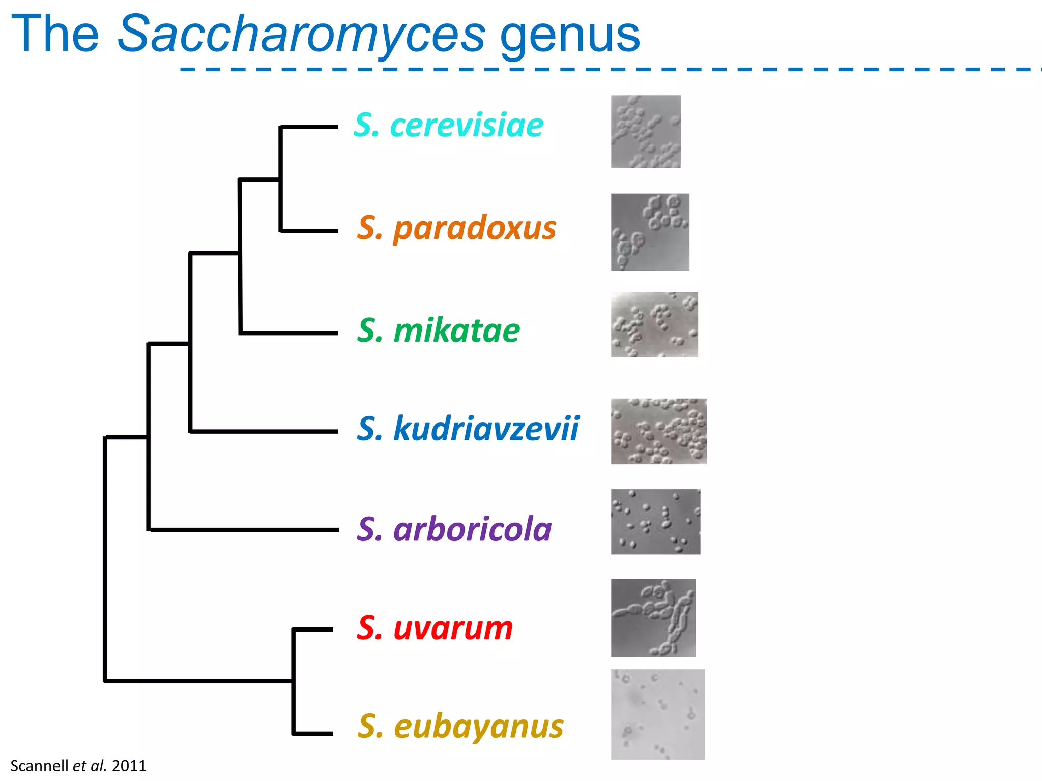 The Saccharomyces genus
S. paradoxus
S. mikatae
S. arboricola
S. kudriavzevii
S. uvarum
S. cerevisiae
S. eubayanus
Scannell et al. 2011
 