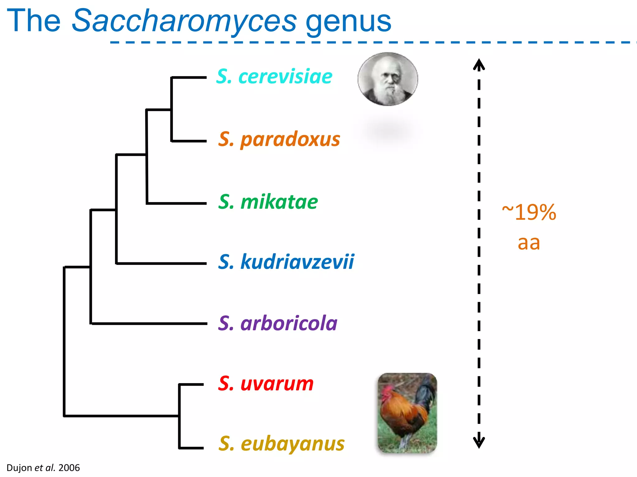 The Saccharomyces genus
Dujon et al. 2006
~19%
aa
S. paradoxus
S. mikatae
S. arboricola
S. kudriavzevii
S. uvarum
S. cerevisiae
S. eubayanus
 