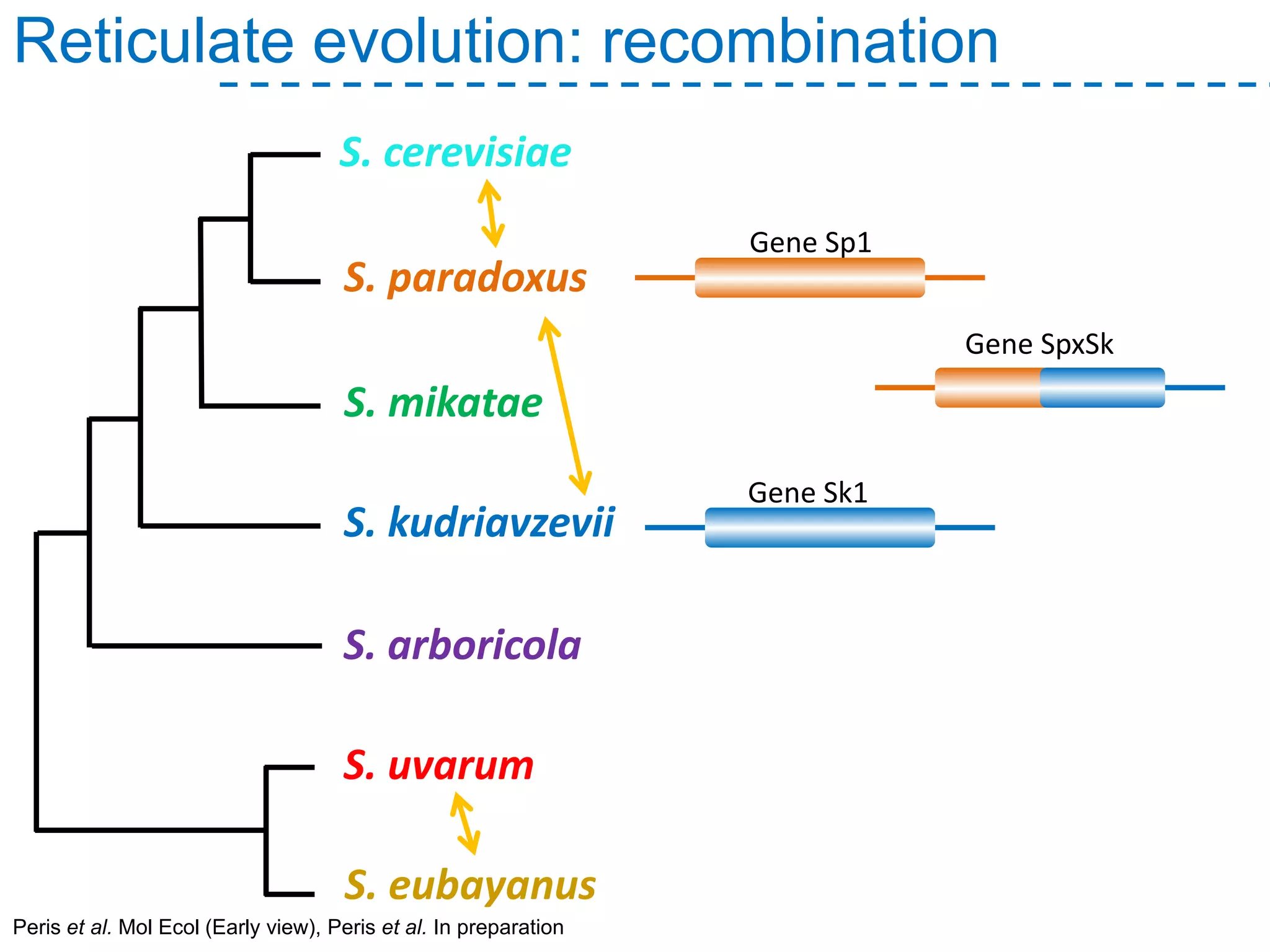 Peris et al. Mol Ecol (Early view), Peris et al. In preparation
Reticulate evolution: recombination
S. paradoxus
S. mikatae
S. arboricola
S. kudriavzevii
S. uvarum
S. cerevisiae
S. eubayanus
Gene Sp1
Gene Sk1
Gene SpxSk
 
