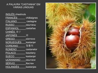 A PALAVRA "CASTANHA" EM 
VÁRIAS LINGUAS 
INGLÊS chestnuts 
FRANCÊS châtaignes 
ITALIANO castagne 
RUSSO каштаны 
ESPANHOL castañas 
CHINÊS 栗子 
JAPONES 栗 
GREGO κάστανα 
NORUEGUÊS kastanjer 
COREANO 젖통이 
ROMENO castanelor 
POLACO kasztany 
SUECO kastanjer 
UCRANIANO каштани 
SÉRVIO Кестен 
HOLANDÊS kastanjes 
 