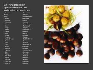 Em Portugal existem 
aproximadamente 100 
variedades de castanhas: 
- Martaínha - Boaventura 
-Negral - Ribança 
-Preta - Longa Redonda 
- Benfeita - Canazeda 
- Redonda - Henryi 
- Rebolonha - Formosa 
- Padrela - Dona Correia 
- Bravo - Martaínha 3 
- Longal - Longal S 
- Aveleira - Verdeal ALC 
- Enxerta - Mestiço 
- Bárea - Peluda 
- Lamela - Amarela 
- Terrafria - Galega 
- Soutos da Lapa - Portelão Precoce 
- Clarinha - Bebim 
- Judia - Do-tarde 
- Lada - Martaínha TR 
- Bebina - Verdeal 1 
- Colarinha - Amarelal 
- Trigueira - Portelão Tardio 
- Cota - Francesa 
- Patinha - Verdeal 
- Puto Monte - Bermuda 
- Seguinii - Negrinha 
- Sativa Mill - Martinha 2 
- Longal ALC - Verdeal 2 
- Longal 6 - Rebordá 
 