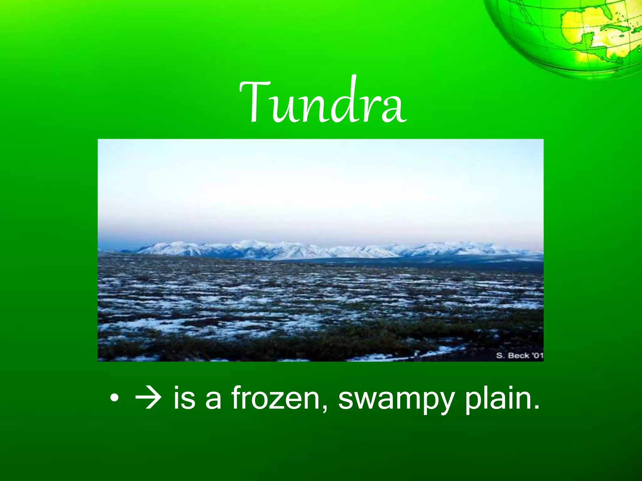 Tundra
•  is a frozen, swampy plain.
 