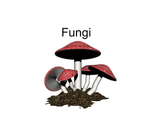 Fungi
 