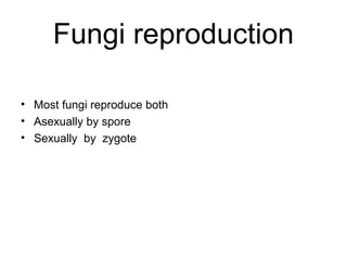 Fungi reproduction
• Most fungi reproduce both
• Asexually by spore
• Sexually by zygote