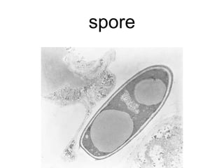 spore
 