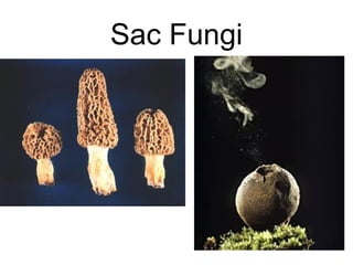 Sac Fungi
 