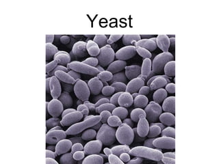 Yeast
 