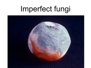 Imperfect fungi
 