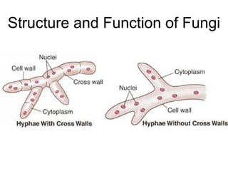 Structure and Function of Fungi
 
